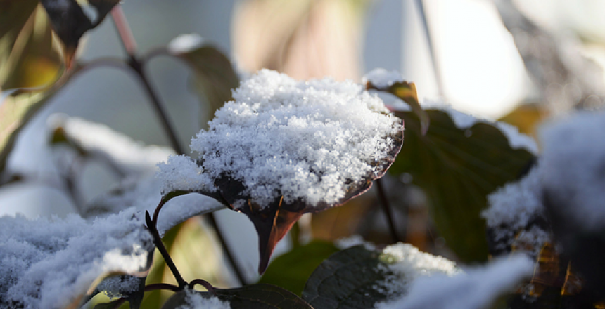 First Snow- Fresh snow on leaves.