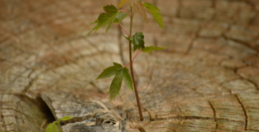 Life Growth
